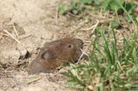 Sommerfest Baumberge 2010 285